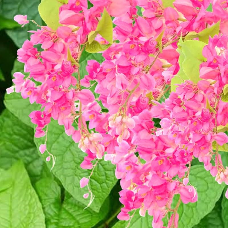 custo para plantar amor agarradinho em grande escala