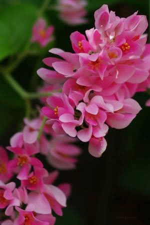 benefícios das flores de amor agarradinho para a saúde