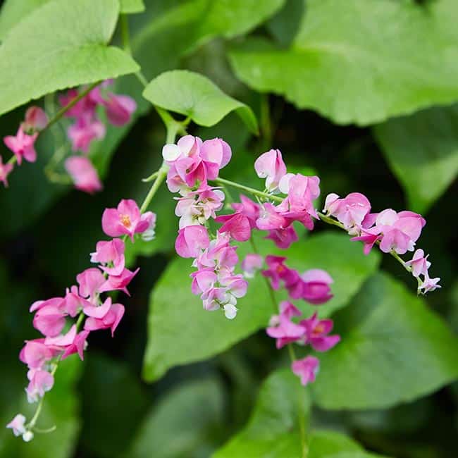 melhores ideias de paisagismo com amor agarradinho