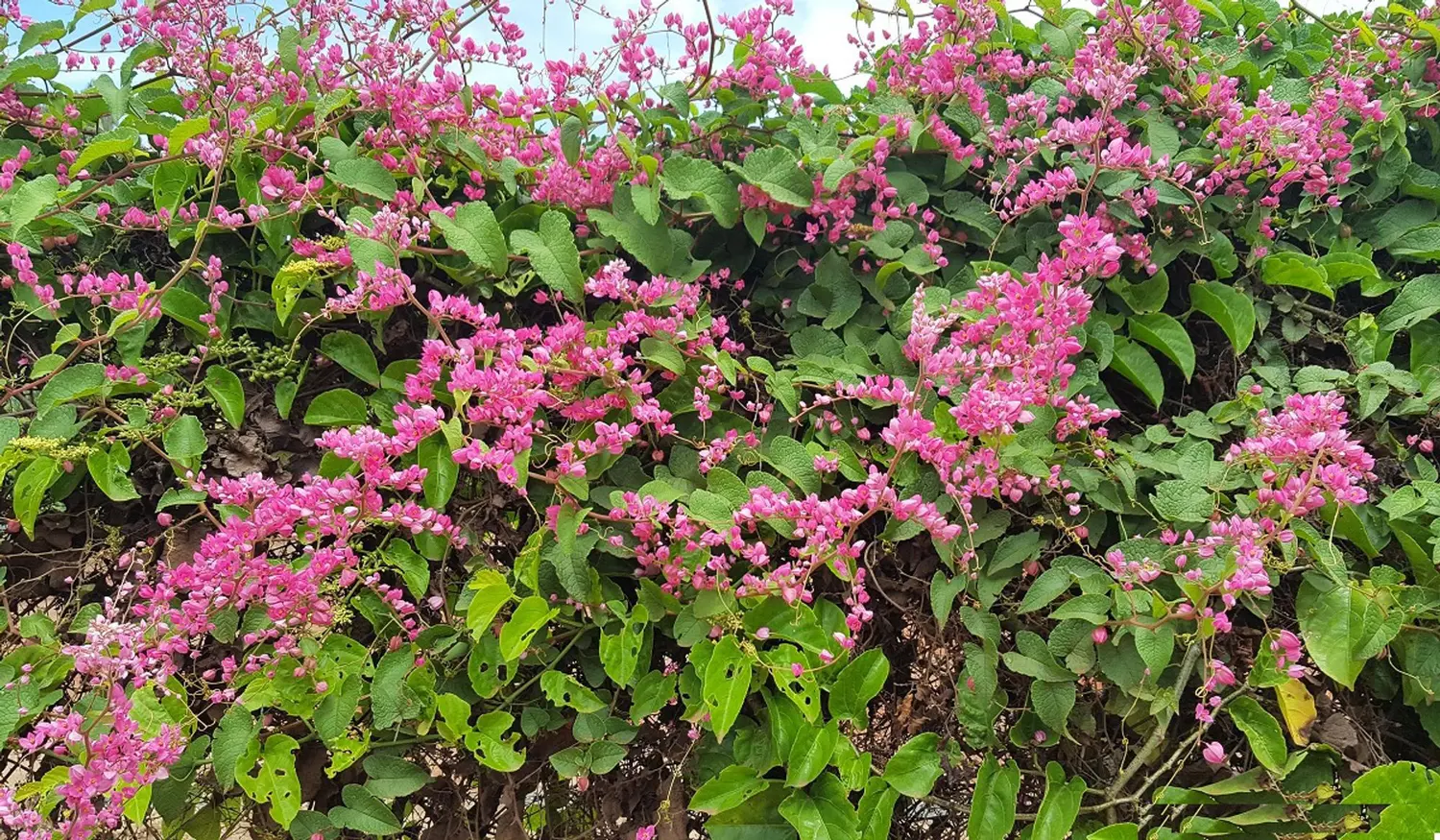erros comuns ao cultivar amor agarradinho