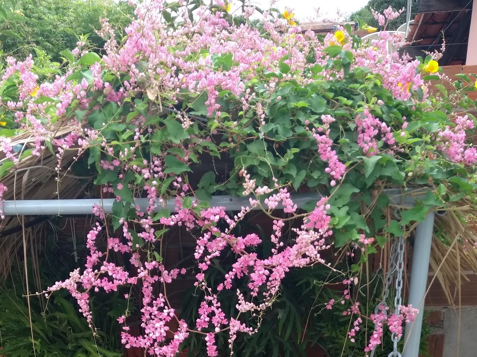 amor agarradinho vs jasmim estrela