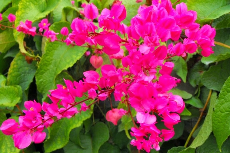 benefícios das flores de amor agarradinho para a saúde