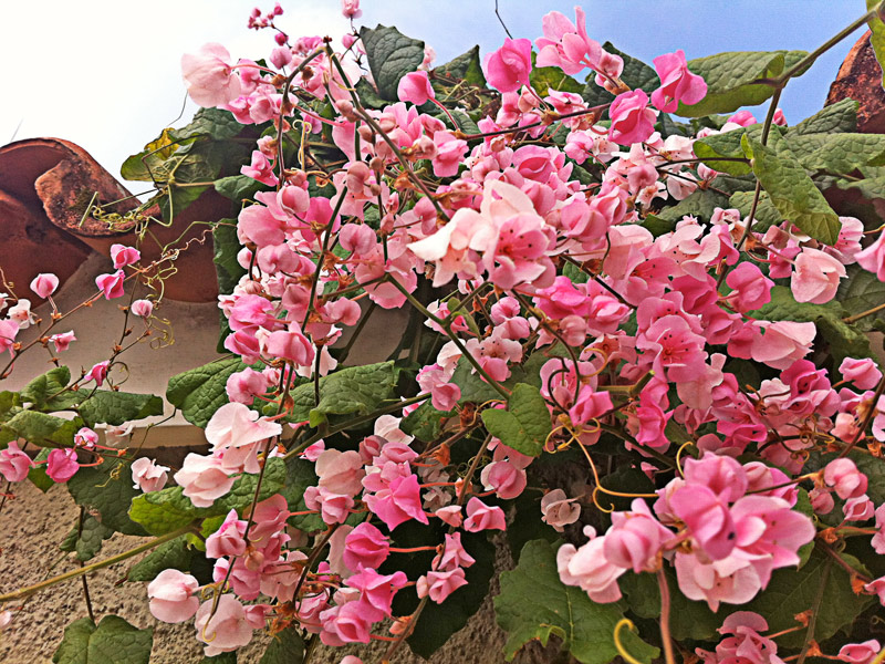 erros comuns ao cultivar amor agarradinho