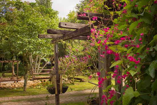 amor agarradinho vs jasmim estrela