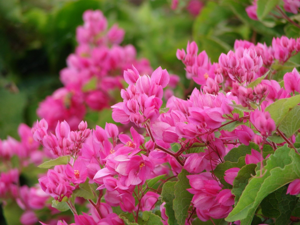 amor agarradinho vs jasmim estrela