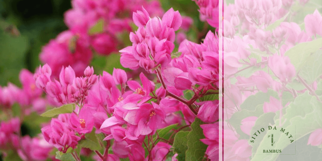 custo para plantar amor agarradinho em grande escala