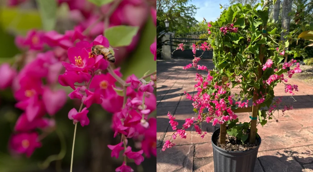 benefícios das flores de amor agarradinho para a saúde
