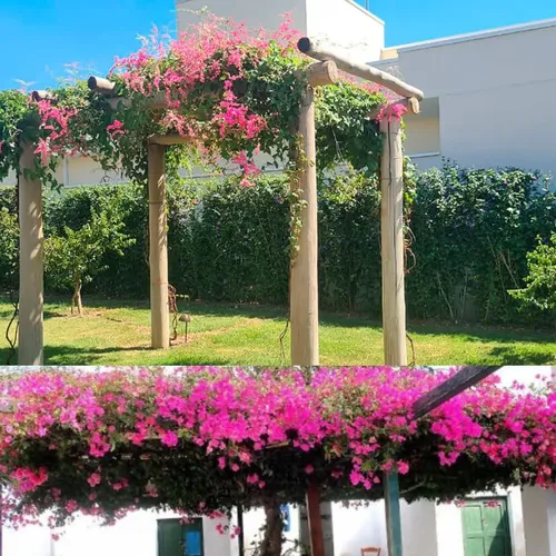 melhores ideias de paisagismo com amor agarradinho