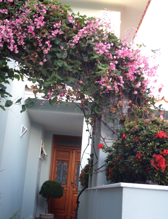 erros comuns ao cultivar amor agarradinho