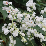 amor agarradinho vs jasmim estrela