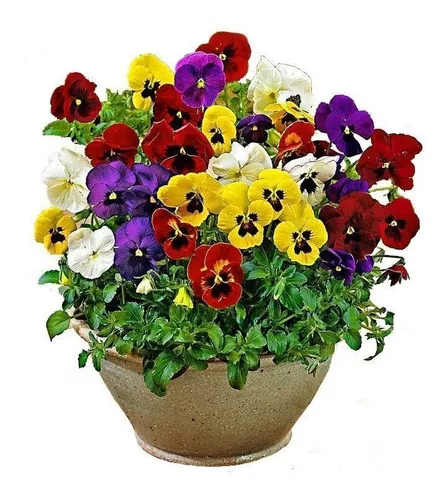 Cultivo de flores resistentes ao frio