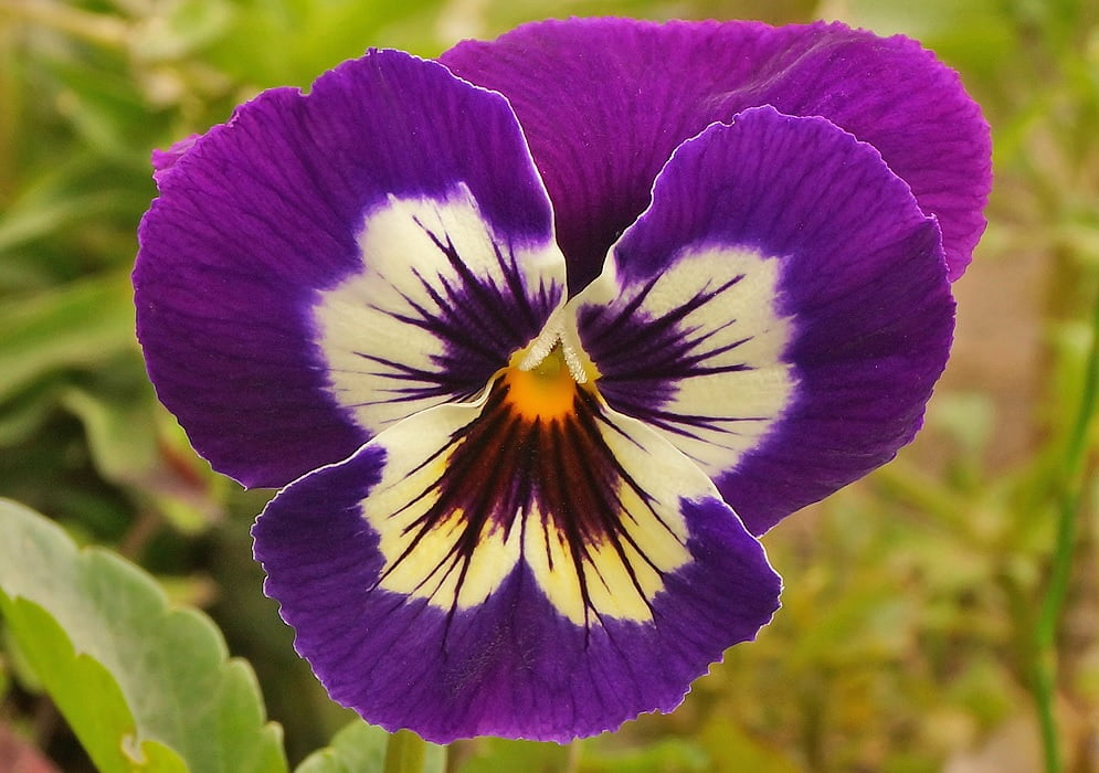 Cultivo de flores resistentes ao frio