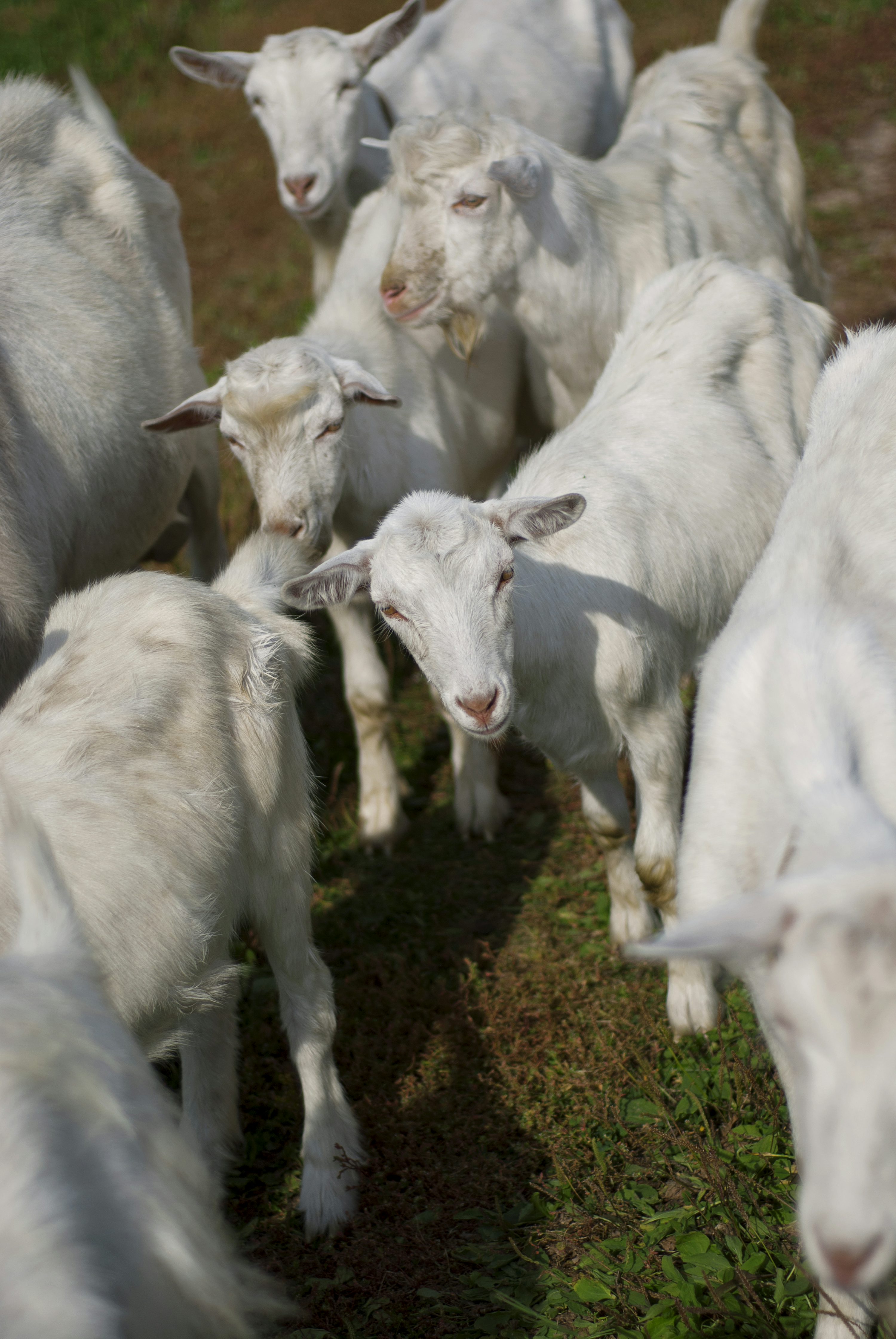 custo de animais de estimação brancos raros