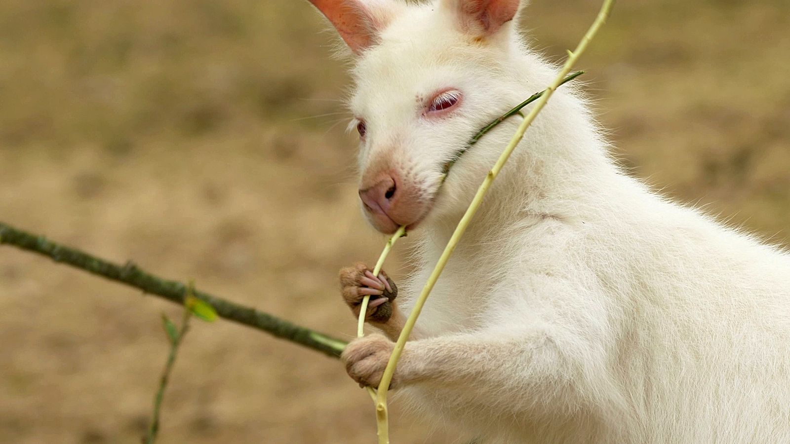 lista de animais brancos na natureza