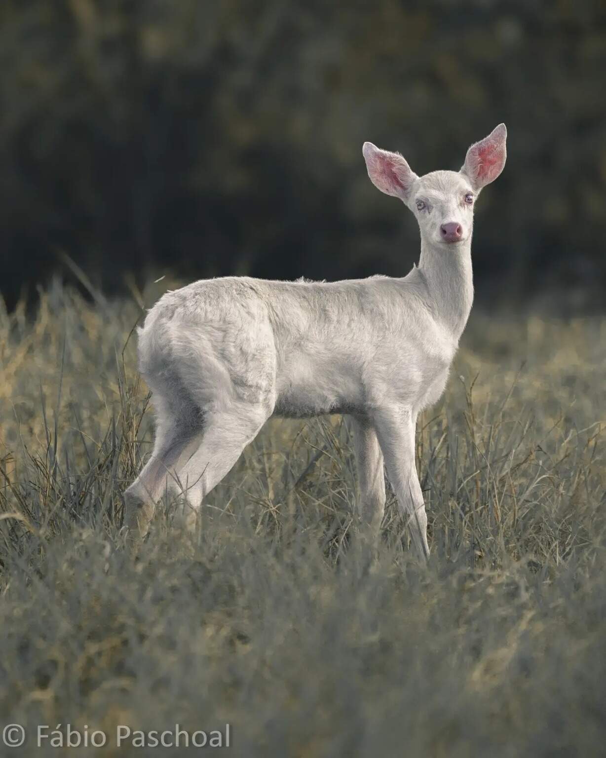 custo de animais de estimação brancos raros