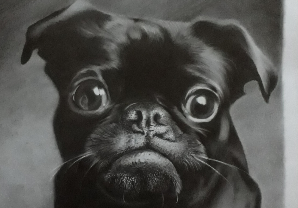 erros comuns sobre animais albinos