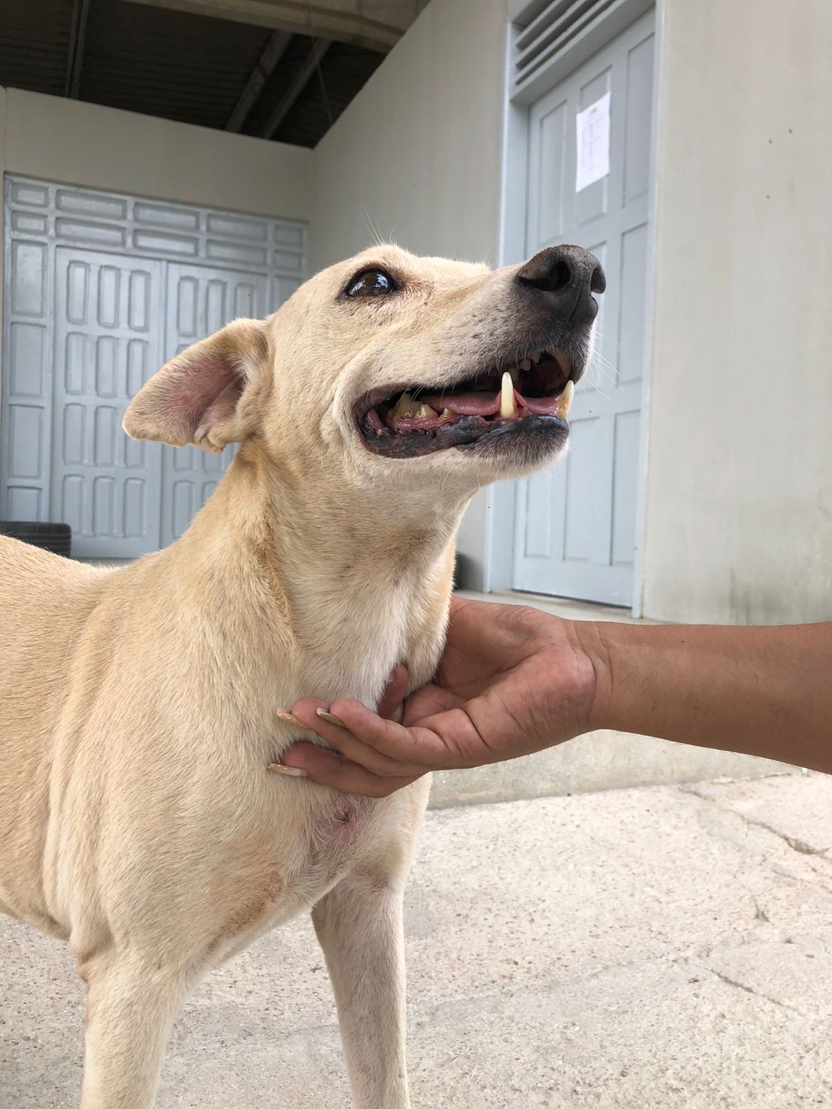 custo de animais de estimação brancos raros