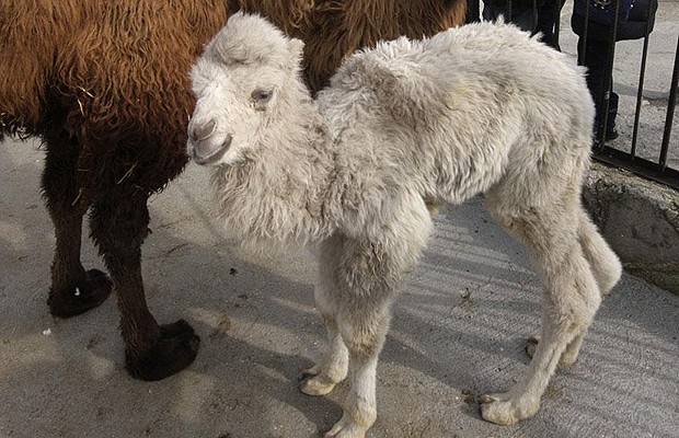 lista de animais brancos na natureza