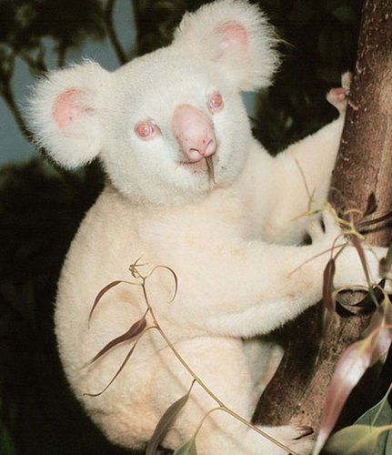 urso polar vs lobo ártico