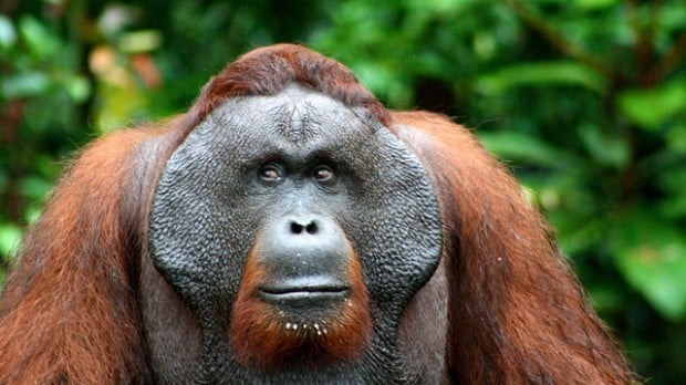 animal mais inteligente do mundo