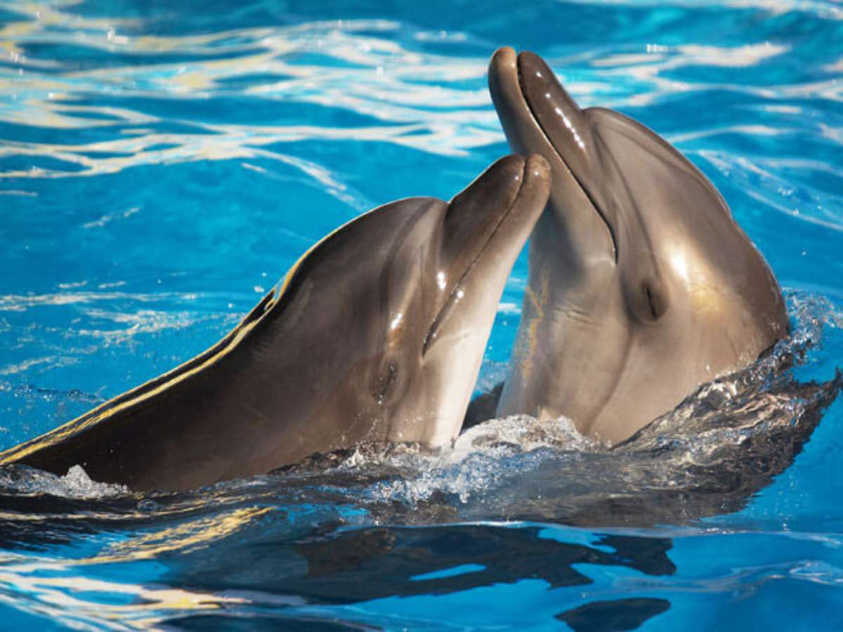 erros comuns ao medir inteligência animal