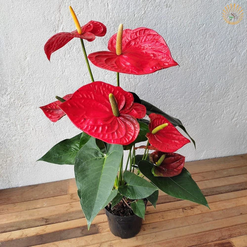 Anthurium andraeanum vermelho cuidados