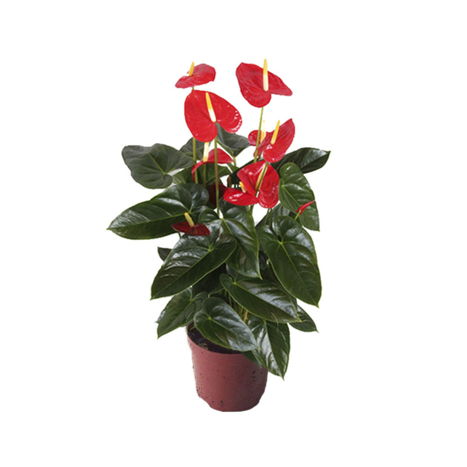 Flor de flamingo vermelha