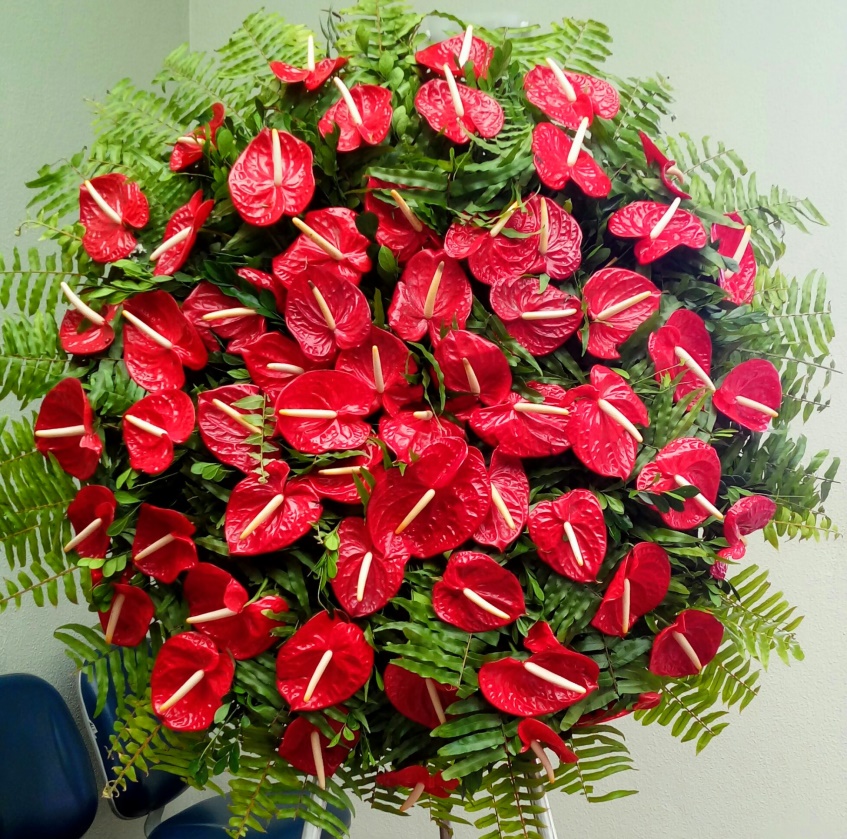 Antúrio vermelho gigante