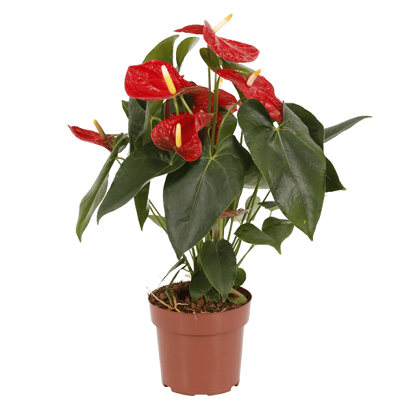 Antúrio vermelho pequeno