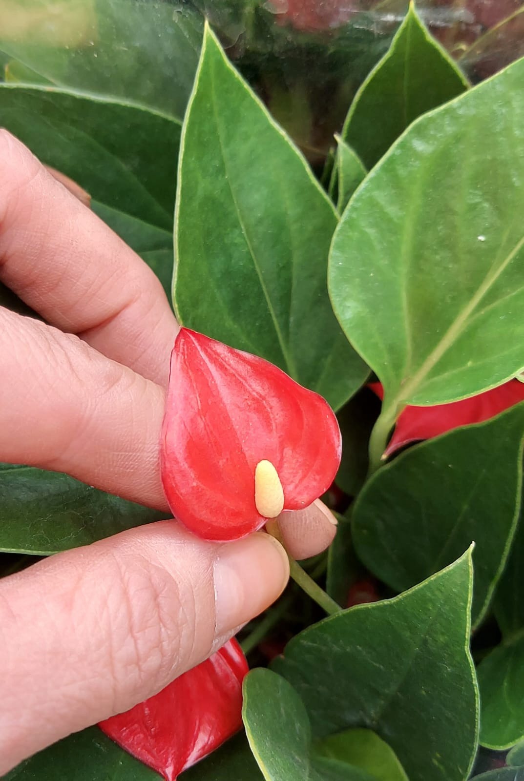 Antúrio vermelho em arranjo
