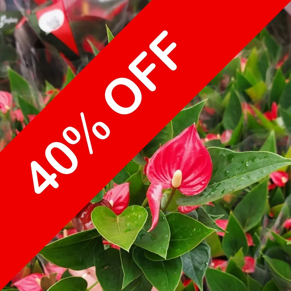 Antúrio vermelho significado