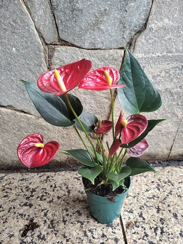 Antúrio vermelho significado