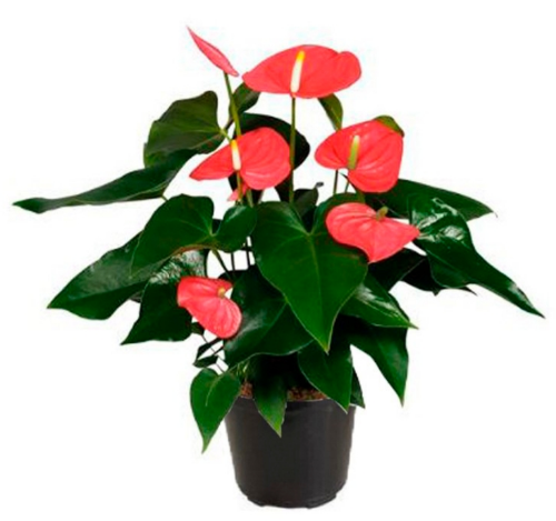 Antúrio vermelho Feng Shui