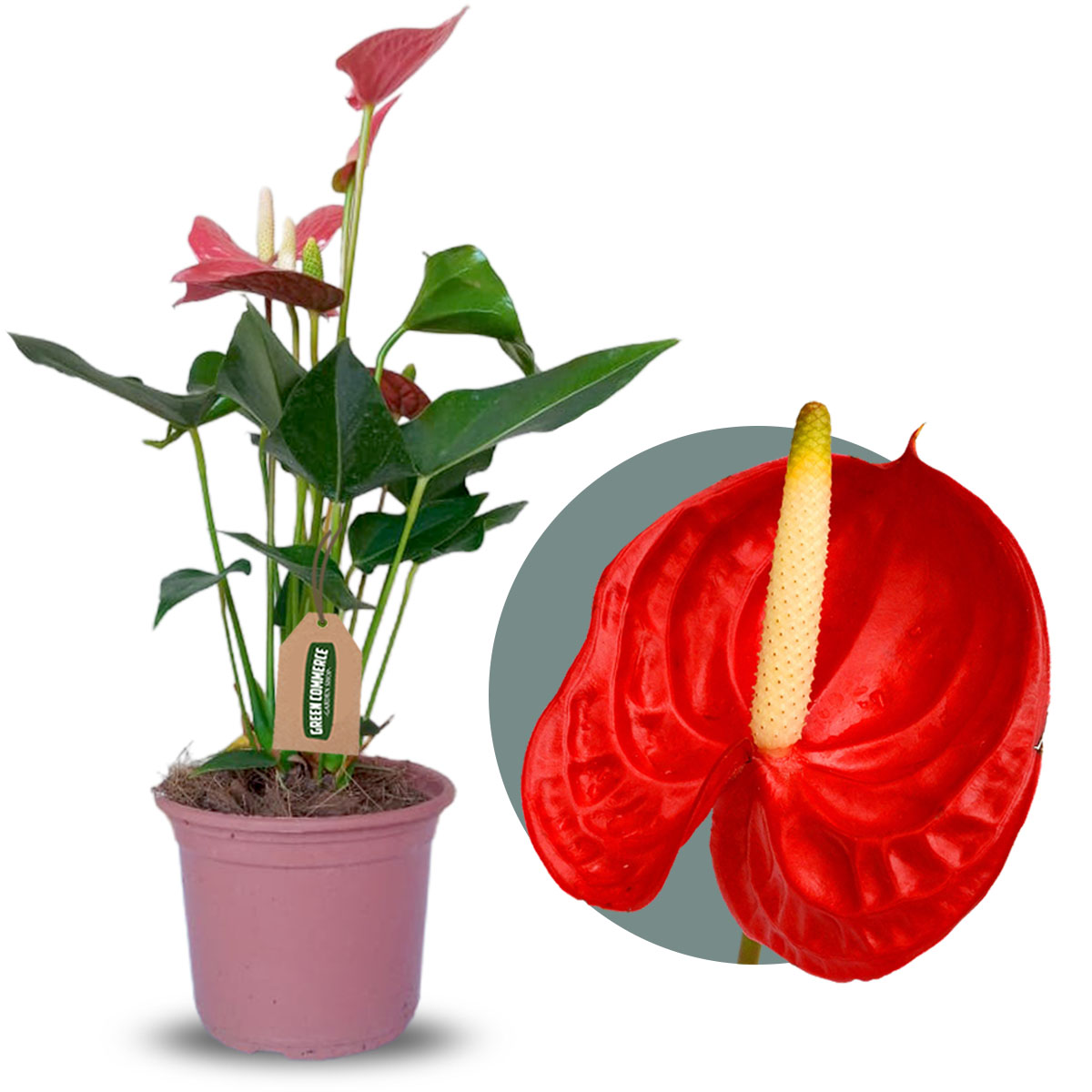 Antúrio vermelho adubação