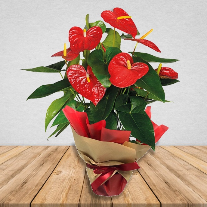 Antúrio vermelho feng shui