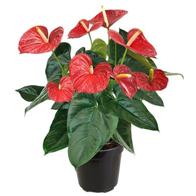 Antúrio vermelho em arranjo