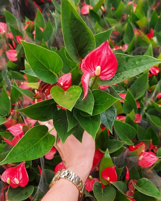 Antúrio vermelho significado