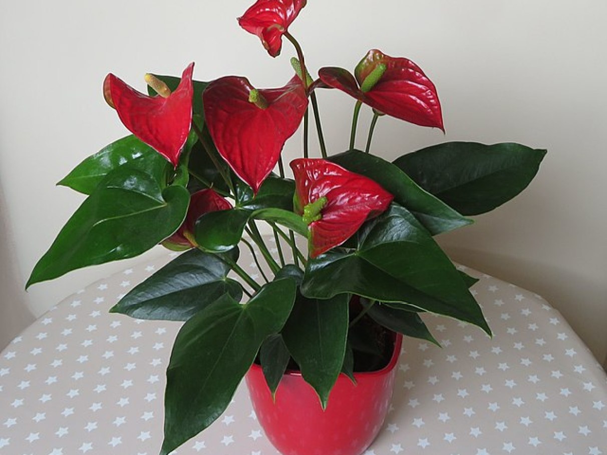 Antúrio vermelho adubação