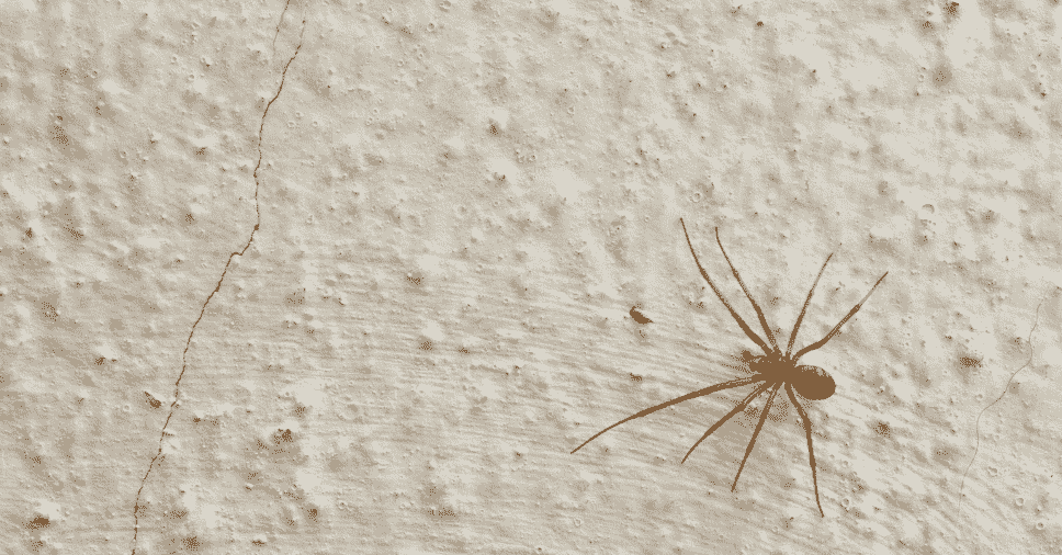 como saber se uma aranha é perigosa