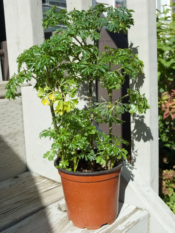 arvore da felicidade como cuidar