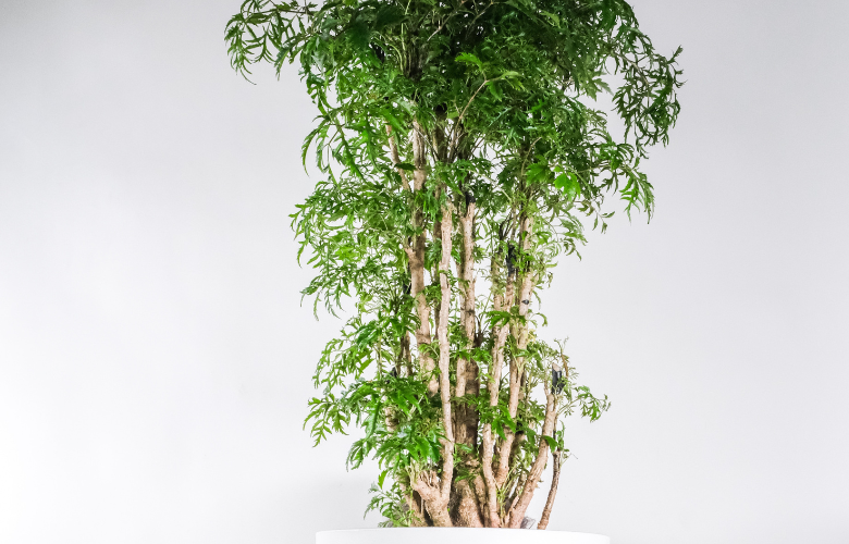 árvore da felicidade rega