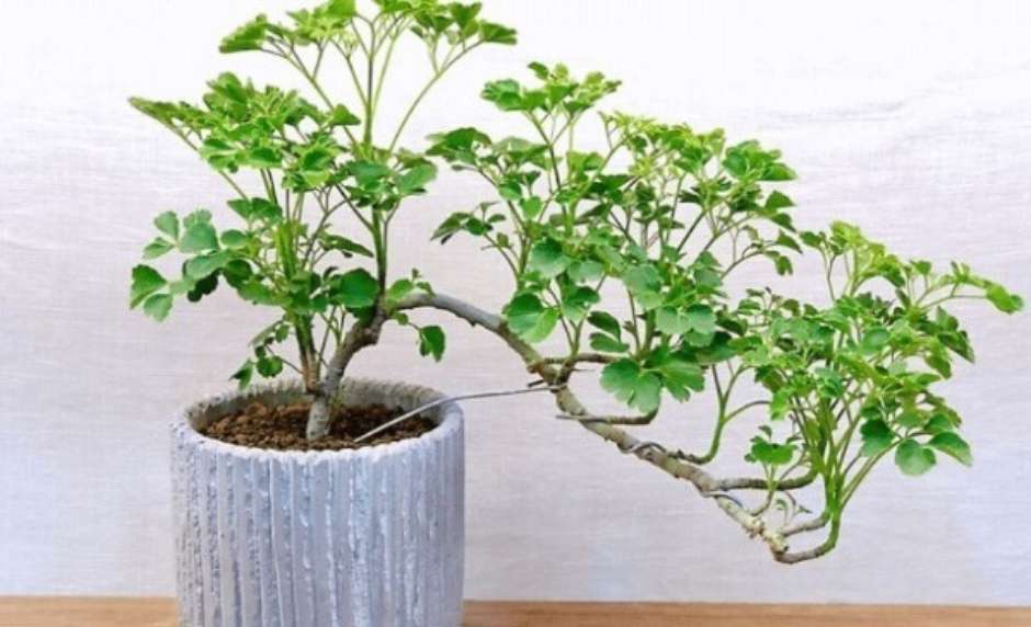 árvore da felicidade para ambientes internos