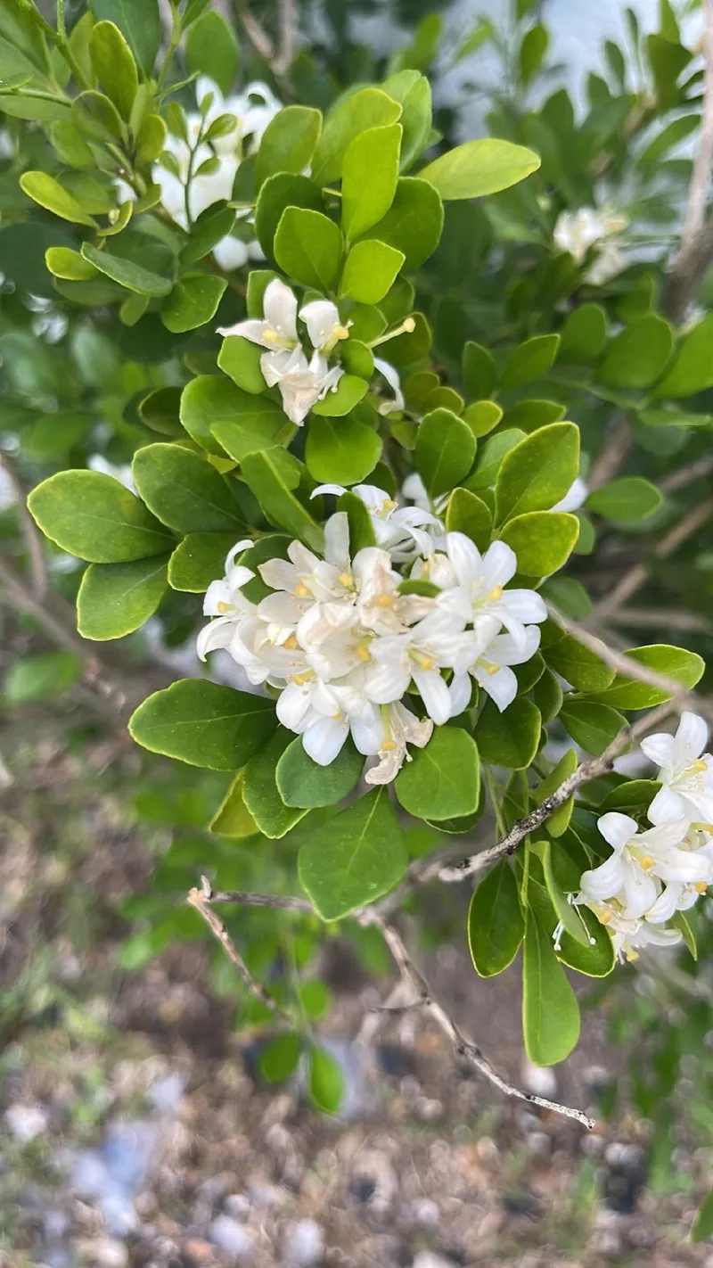 dama da noite perfume