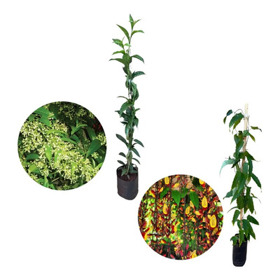 dama da noite cheiro forte