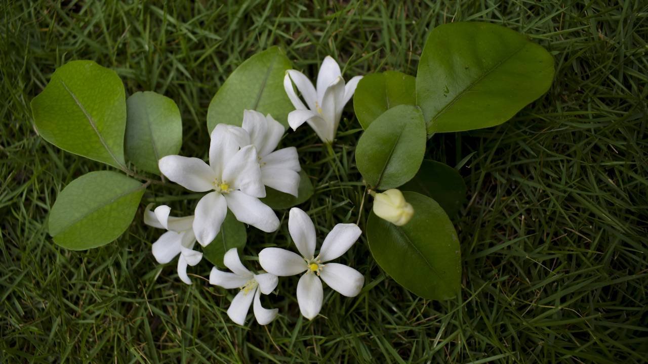dama da noite para jardim