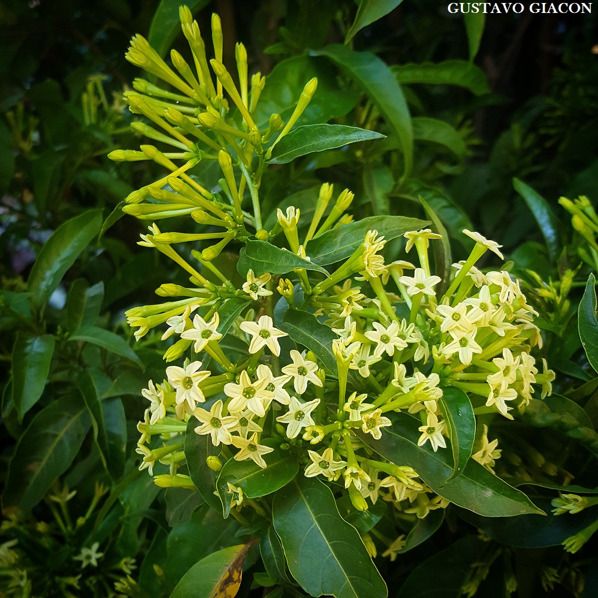 dama da noite Epiphyllum oxypetalum