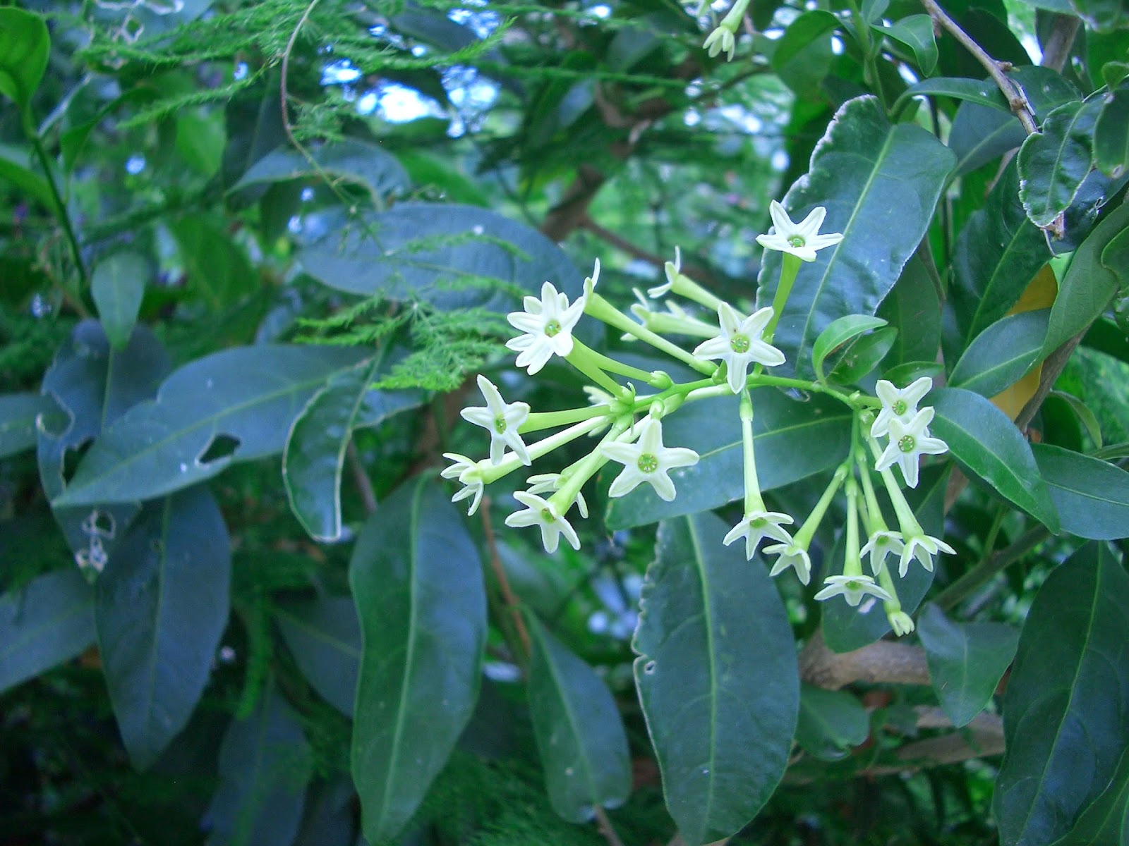 arbusto perfumado noturno