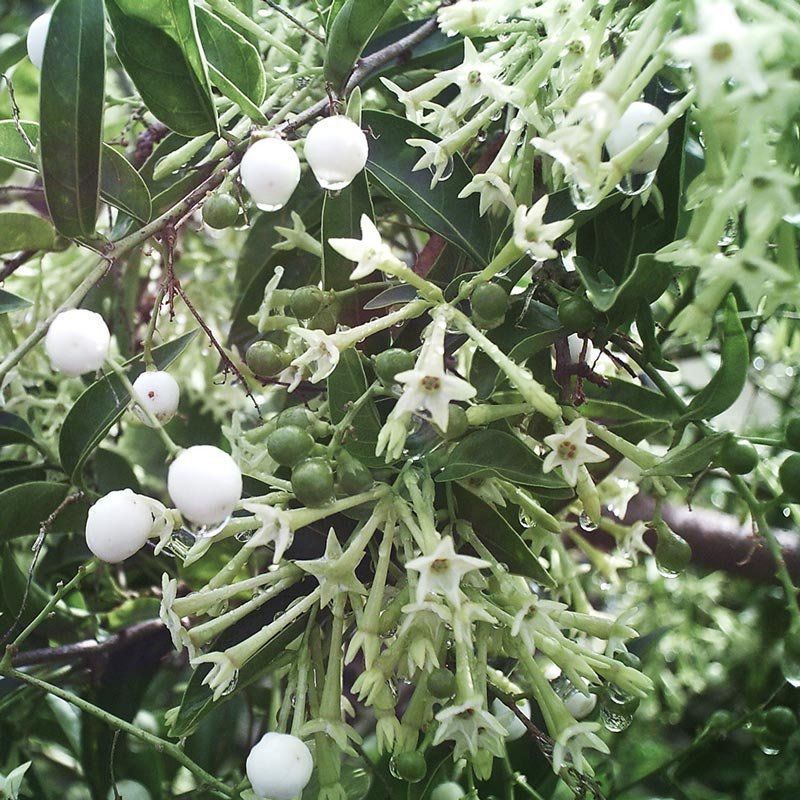 cultivo dama da noite