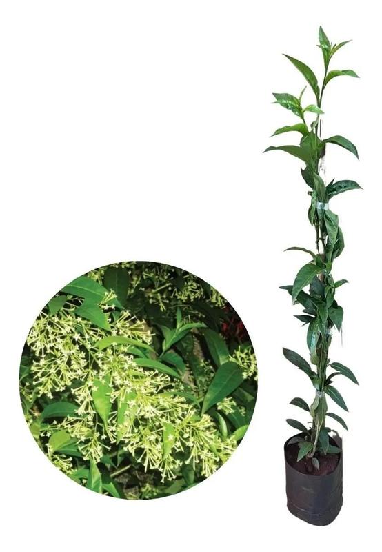 árvore dama da noite