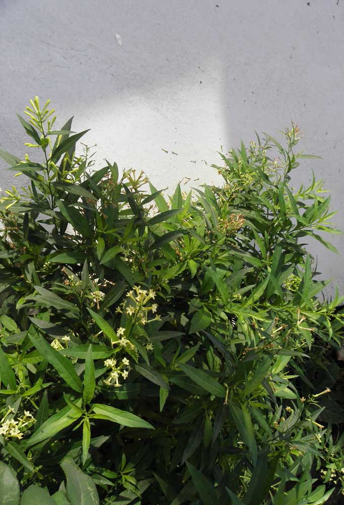 dama da noite perfume